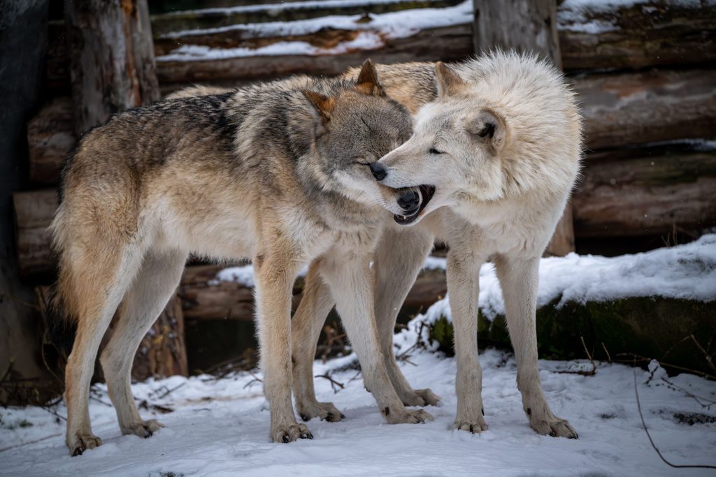 Photo of wolves in winter